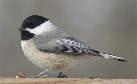 CAROLINA CHICKADEE | The Texas Breeding Bird Atlas