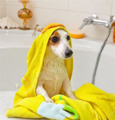 Dog taking a bath in a bathtub Stock Photo by ©AntonioGravante 38932493