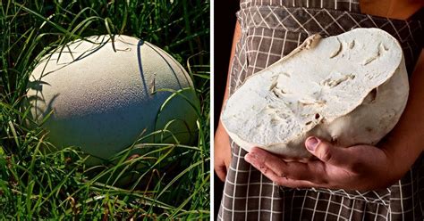 Giant Puffball Mushroom Information and Cultivation - Mushroom Appreciation