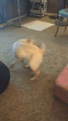 Dog Chasing Tail GIFs | Tenor