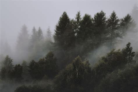 3840x2400px | free download | HD wallpaper: Photo of Foggy Forest, 4k ...