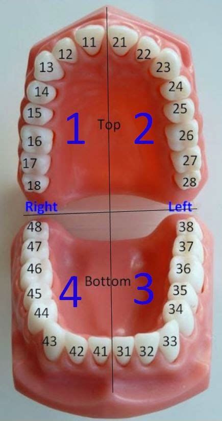 Numbered Diagram Of Teeth