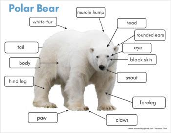 Polar Bear Life-Cycle and Anatomy by Mama's Happy Hive | TpT