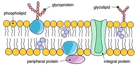 Fluid Mosaic Model