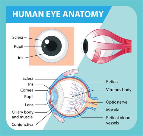 Anatomy Eye Chart Eye Anatomy Human Eye Diagram Eye Anatomy Diagram ...