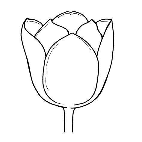 Tulip Clip Art Outline | Amazing Wallpapers