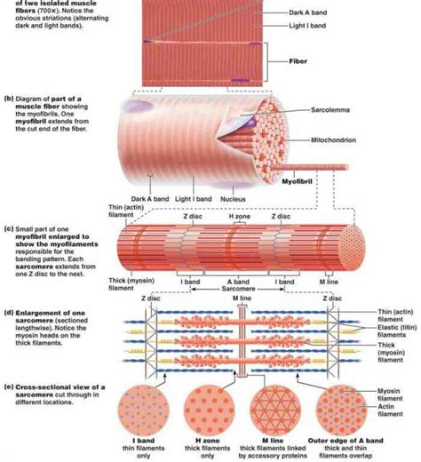 and dark bands of skeletal muscles that result from differences in ...