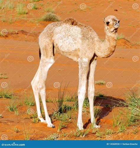 Baby Dromedary Camel Stock Photo - Image: 14368930