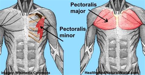 Pulled Muscle in Chest: Causes, Symptoms, and Treatment