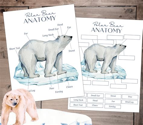 POLAR Bear Anatomy Poster and Labeling Activity Homeschool - Etsy Canada