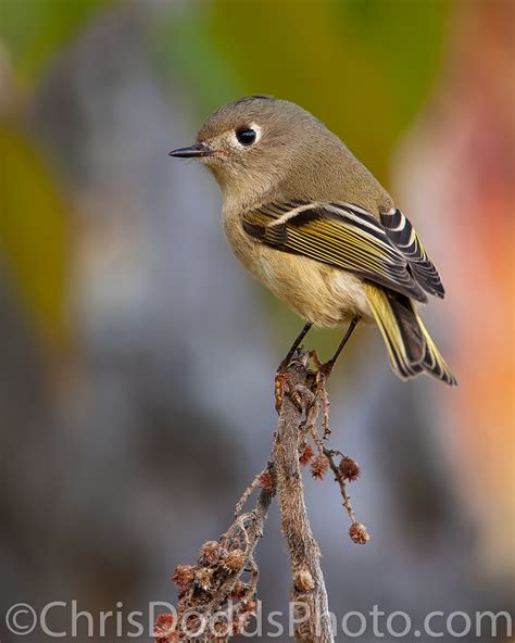 Ruby-crowned Kinglet revisited — Nature Photography Blog