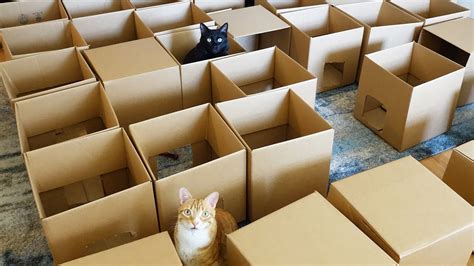 A Cat Maze Made Out of 50 Moving Boxes