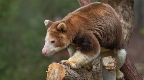 South America San Diego Zoo Animals Plants