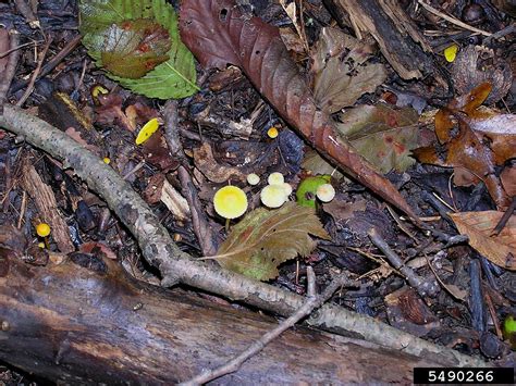 Mycena mushroom (Mycena luteopallens)