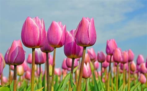 Of Images Garden In Spring Flowers - venetta marielle