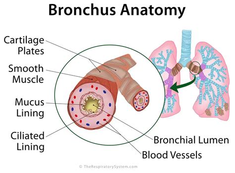 Bronchi Definition, Location, Anatomy, Functions, Pictures