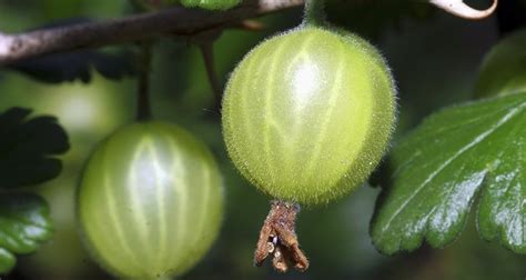 How to care for a gooseberry bush