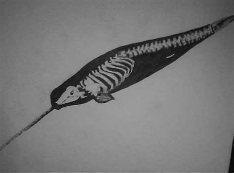 Narwhal Skeleton by repriserecord on DeviantArt