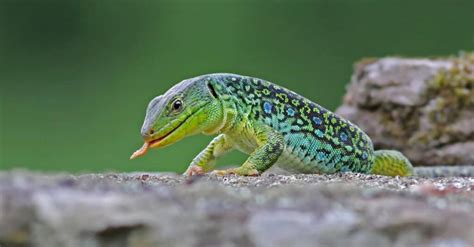 Green And Blue Lizards