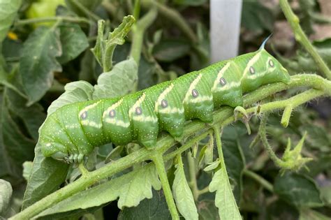 Hornworms | USU