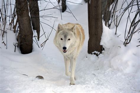 Arctic Wolf – Facts, Size, Diet, Pictures