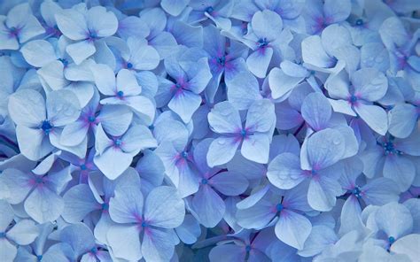 Blue Hydrangea Wallpapers - Top Free Blue Hydrangea Backgrounds ...