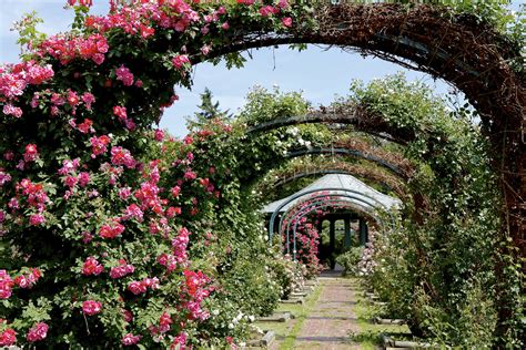 Discover Stunning Rose Gardens: A Perfect Blend of Beauty and Travel