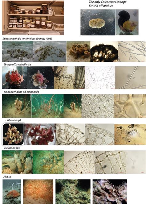 Catalogue of the collected and differentiated sponge species. First ...