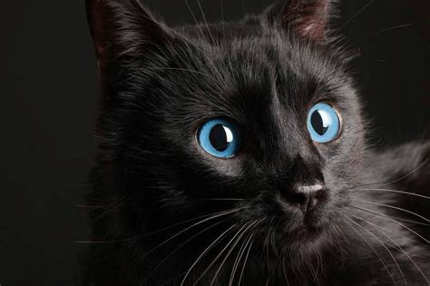 The Black Cat Breeds of Hollywood Rare Cats, Cats And Kittens, Black ...