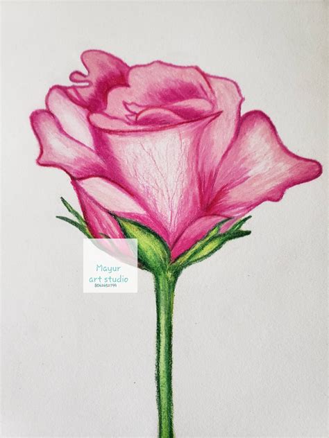 Rose Flower Bud Sketch Original Color Pencil Art/pink Red Floral ...