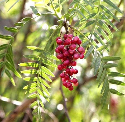 Pepper Plant Or Tree - Garden Plant