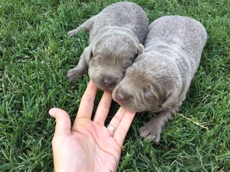 Silver Labradors for Sale from Silver and Charcoal Kennels