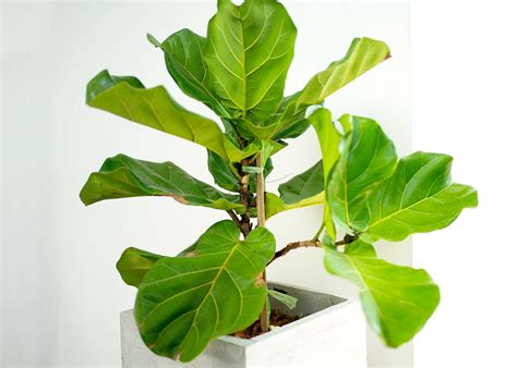 HOW TO CARE FOR A FIDDLE LEAF FIG TREE - Payne's Nurseries