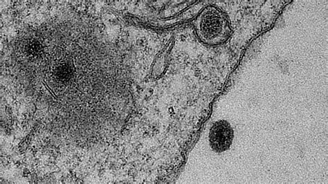 Scientists discover virus with no recognizable genes | Science | AAAS