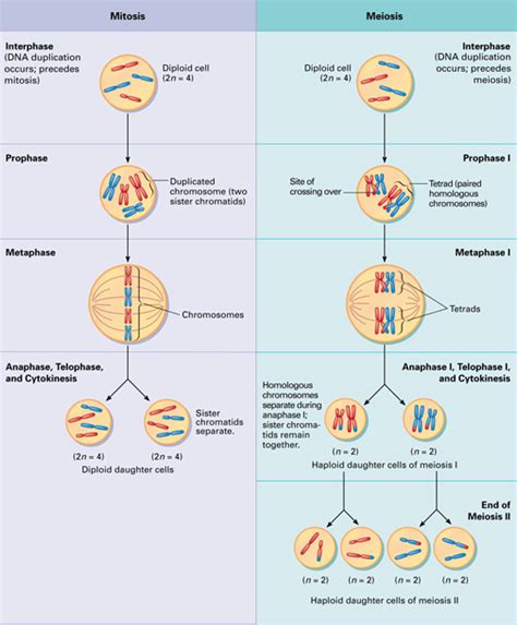 Cellular Biology | Cell Division | Tech Hydra