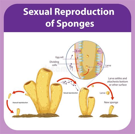 Diagram Showing Reproduction in Sponges Stock Vector - Illustration of ...