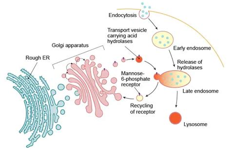 Lysosome - the cell’s recycling center - definition, structure ...