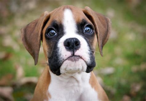 Boxer Puppies For Sale Near North Miami Beach, FL