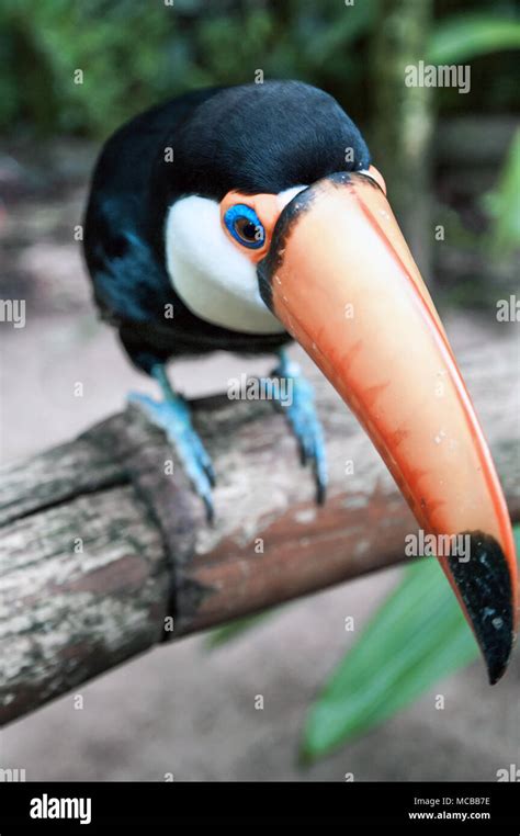 Brazilian toucan Stock Photo - Alamy