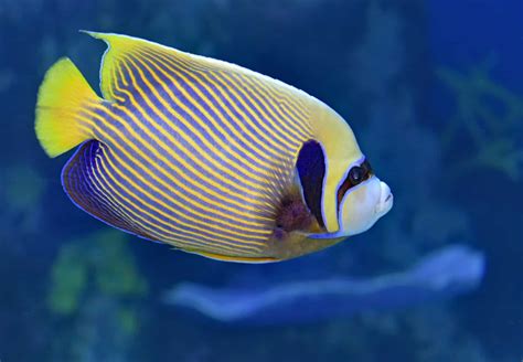 Marine Angelfish: Care Guide, Types, Tank Mates, & More (With Pictures ...