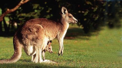 Baby Kangaroo Wallpaper - WallpaperSafari