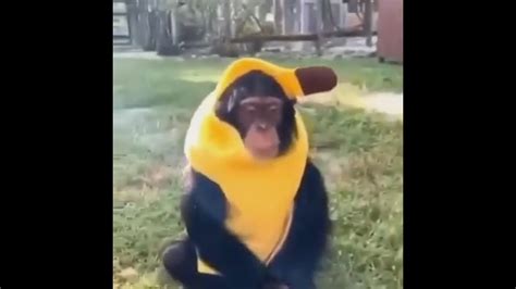 MONKEY IN BANANA COSTUME MEME - YouTube