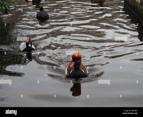 Wild life St. James Park - London Stock Photo - Alamy