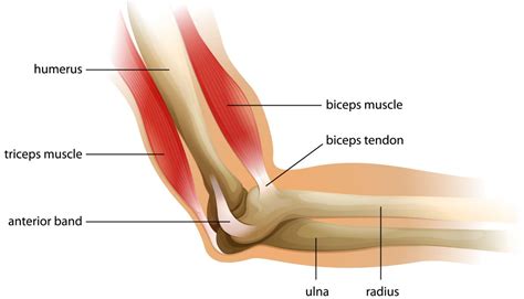 Exploring The Elbow Joint And Forearm | 3D Muscle Lab