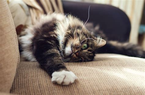 9 Common Cat Behavior Problems (and How to Fix Them) | PetMD