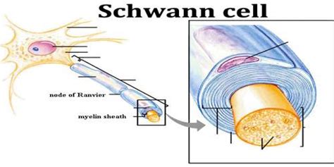 Schwann cell - Assignment Point