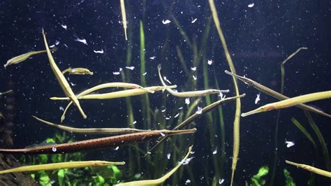 Welcoming Freshwater Pipefish! - YouTube