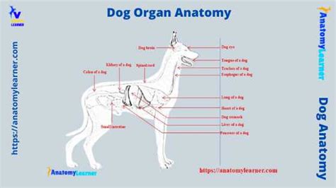 Dog Organ Anatomy » AnatomyLearner >> The Place to Learn Veterinary ...