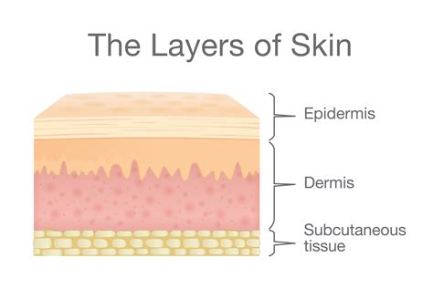 What Are The Three Layers Of The Skin - Shields Exacks