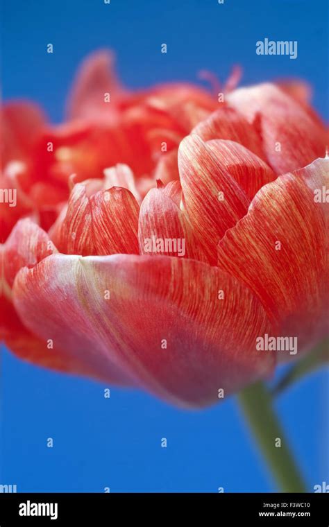 Tulip flower, close-up Stock Photo - Alamy